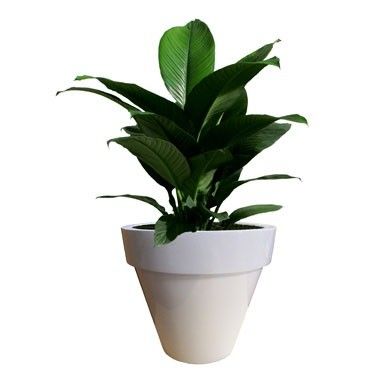 নাম